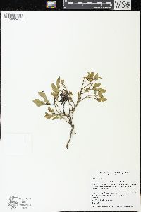 Vaccinium scoparium image