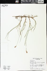 Carex siccata image