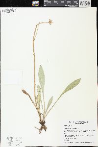 Senecio wootonii image