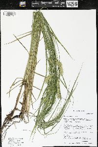 Carex tuckermanii image