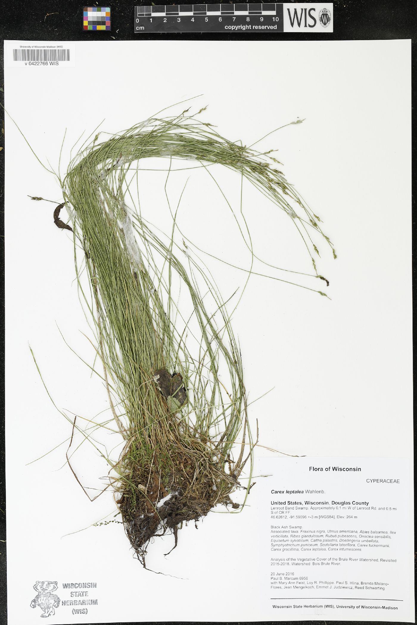 Carex leptalea image