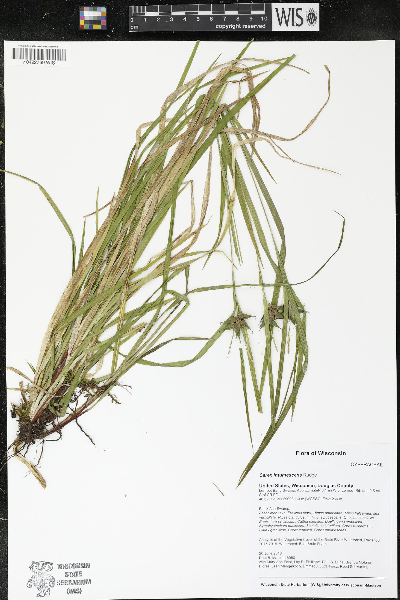 Carex intumescens image