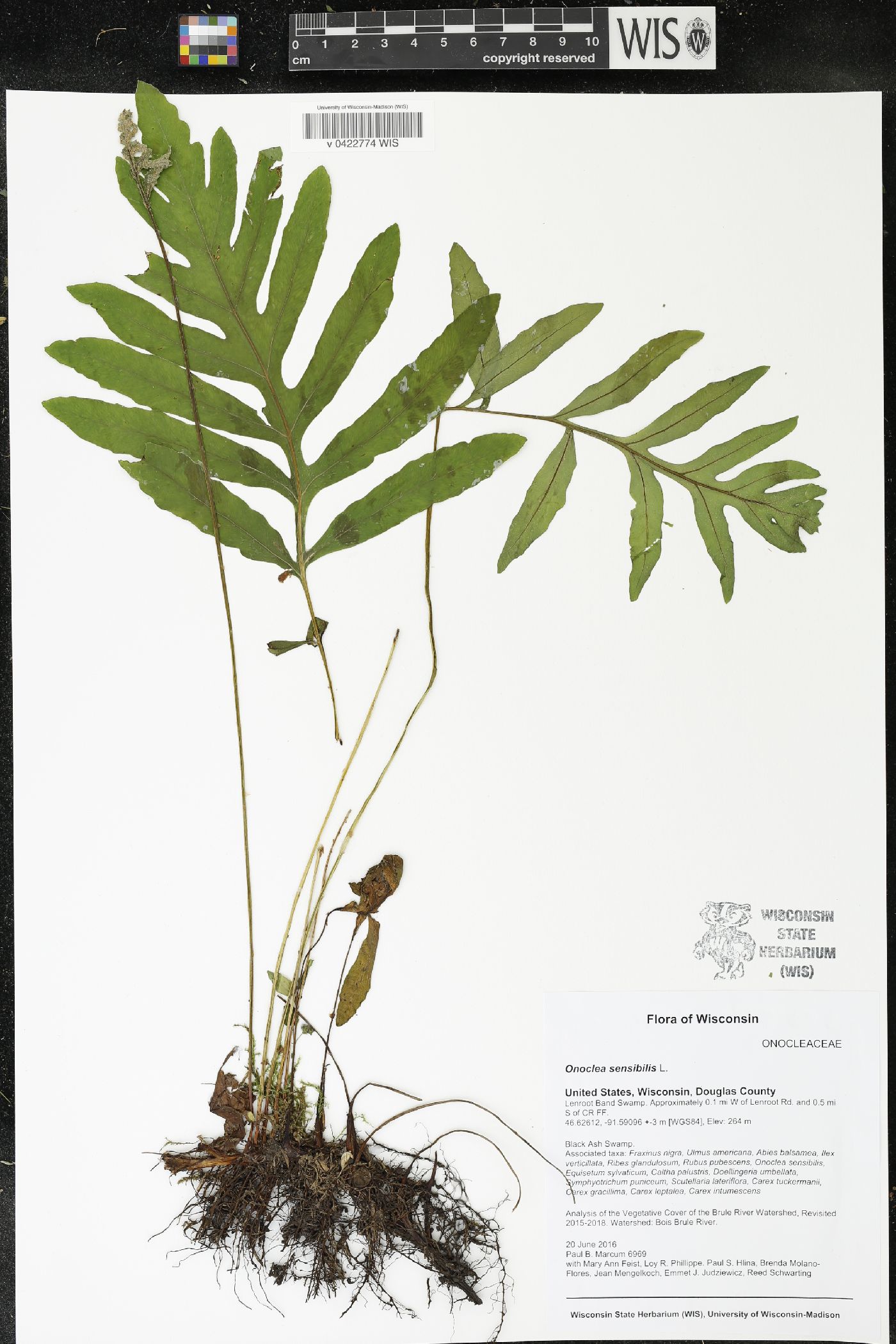 Onoclea sensibilis image