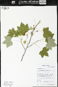 Ribes glandulosum image