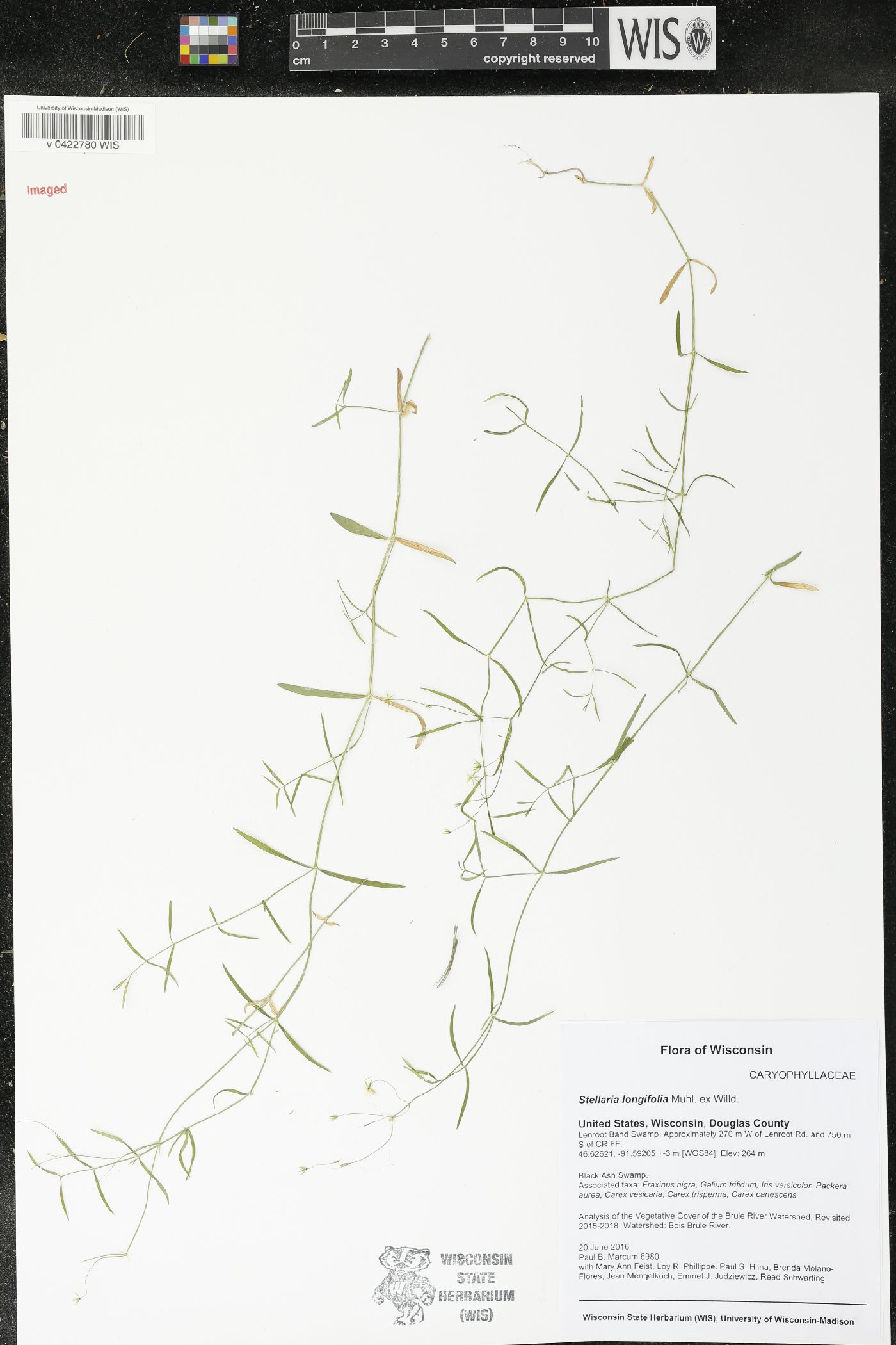 Stellaria longifolia image