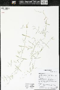 Stellaria longifolia image