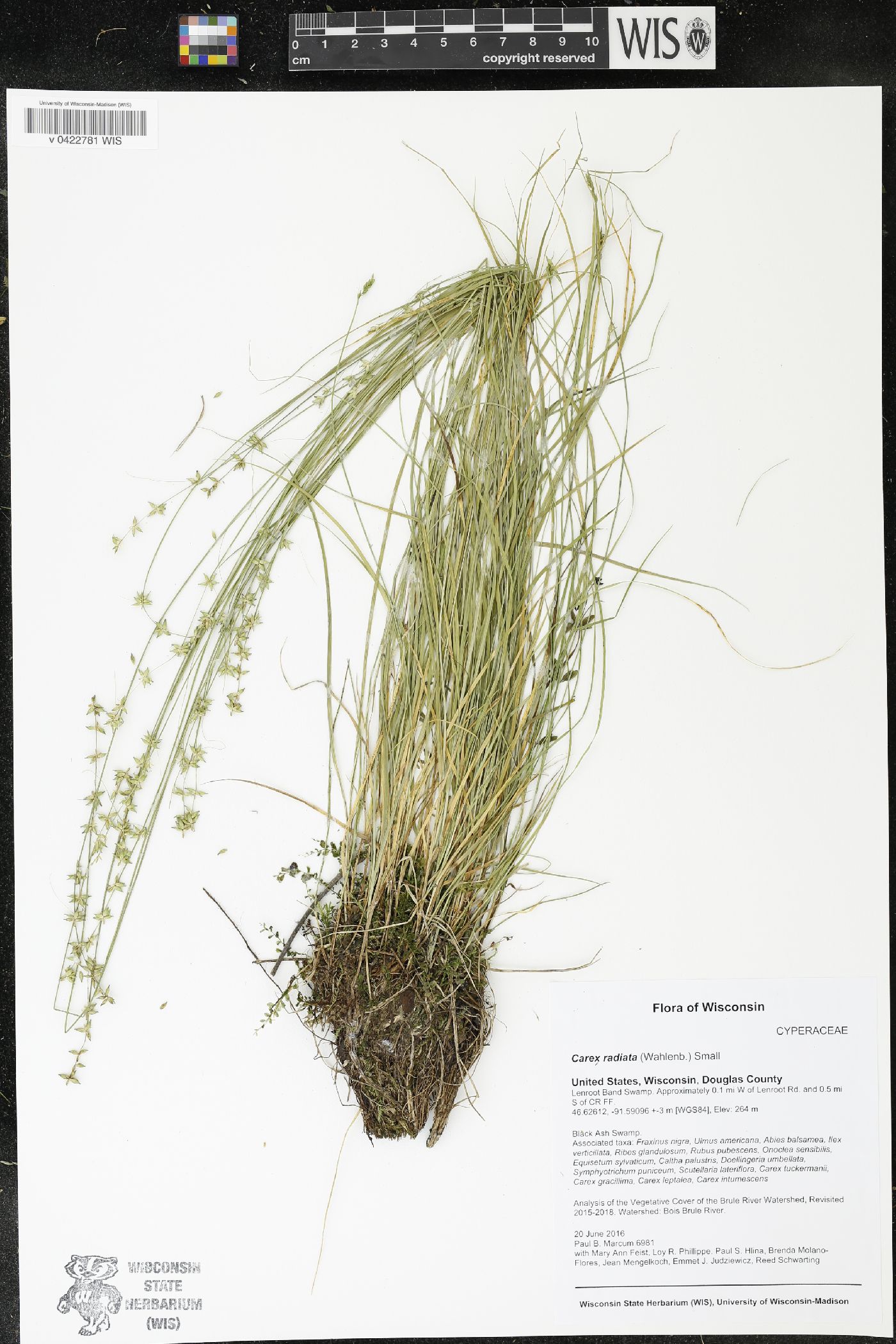 Carex radiata image