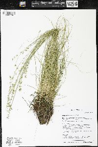 Carex radiata image