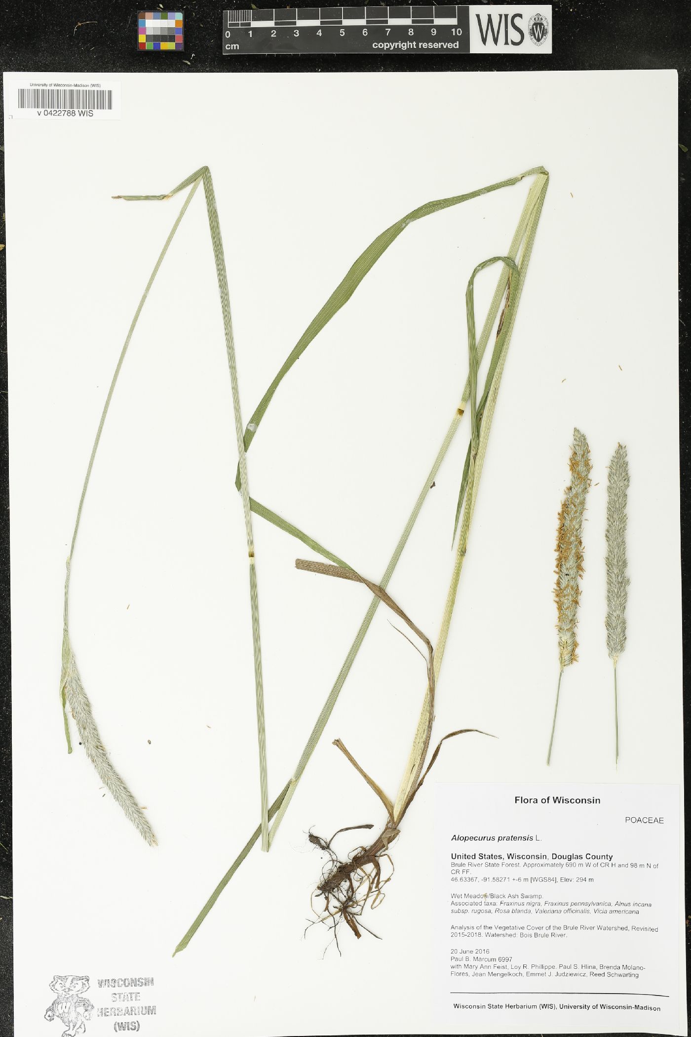 Alopecurus pratensis image