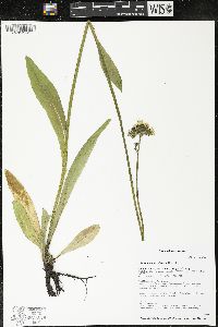 Hieracium caespitosum image