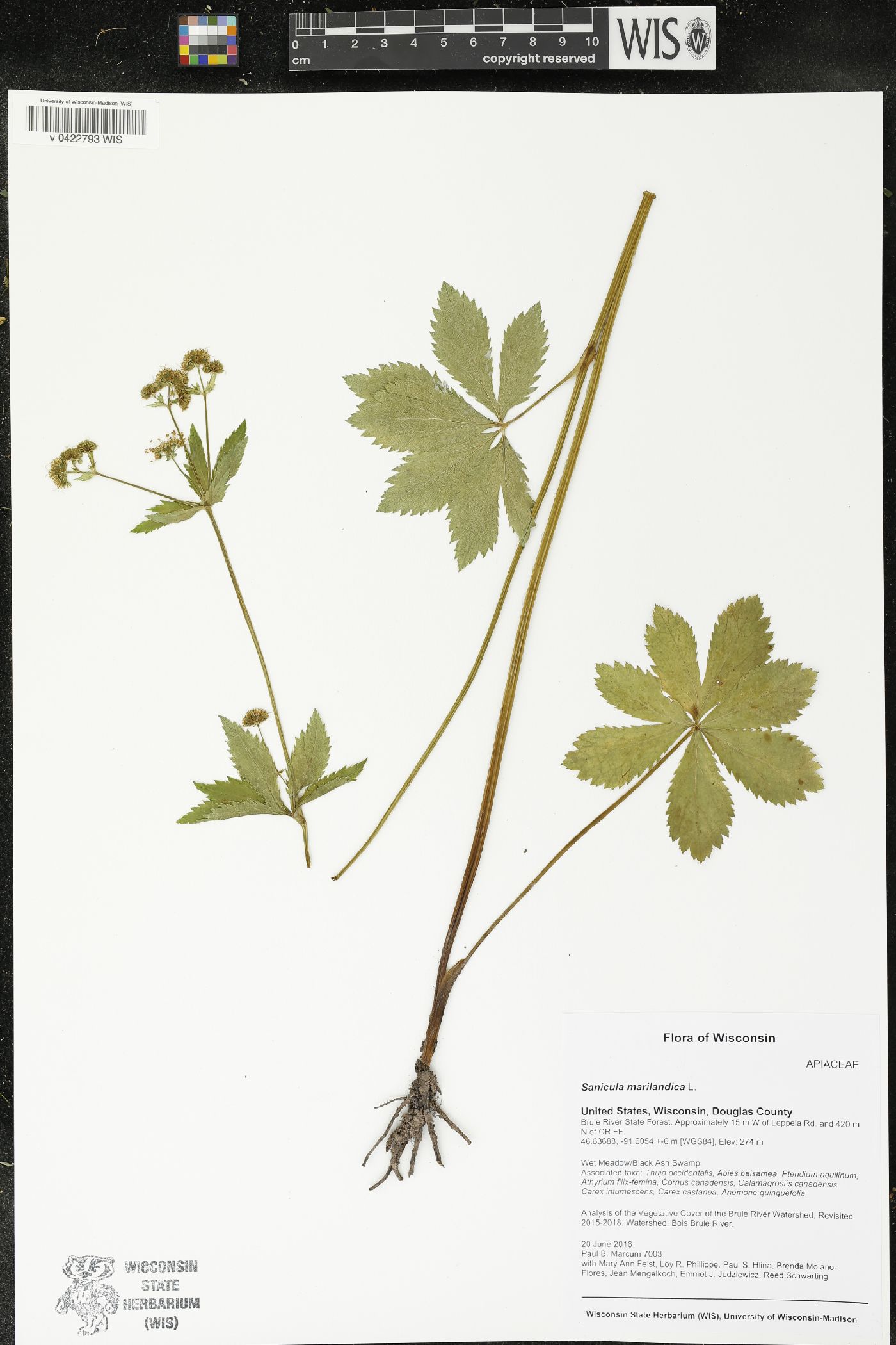 Sanicula marilandica image