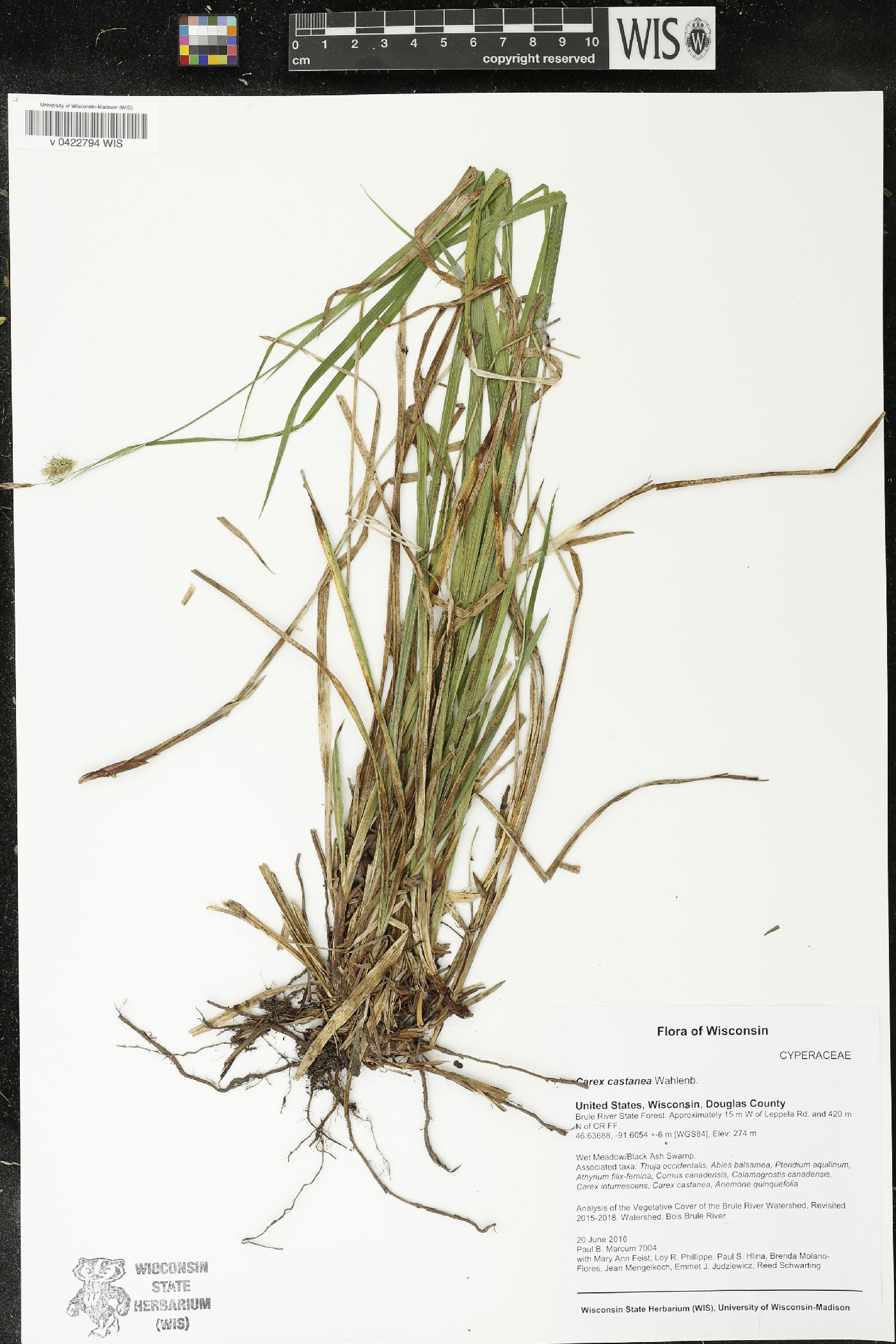 Carex castanea image