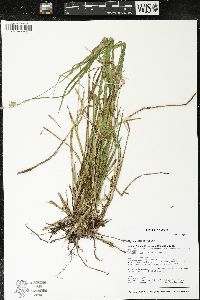 Carex castanea image