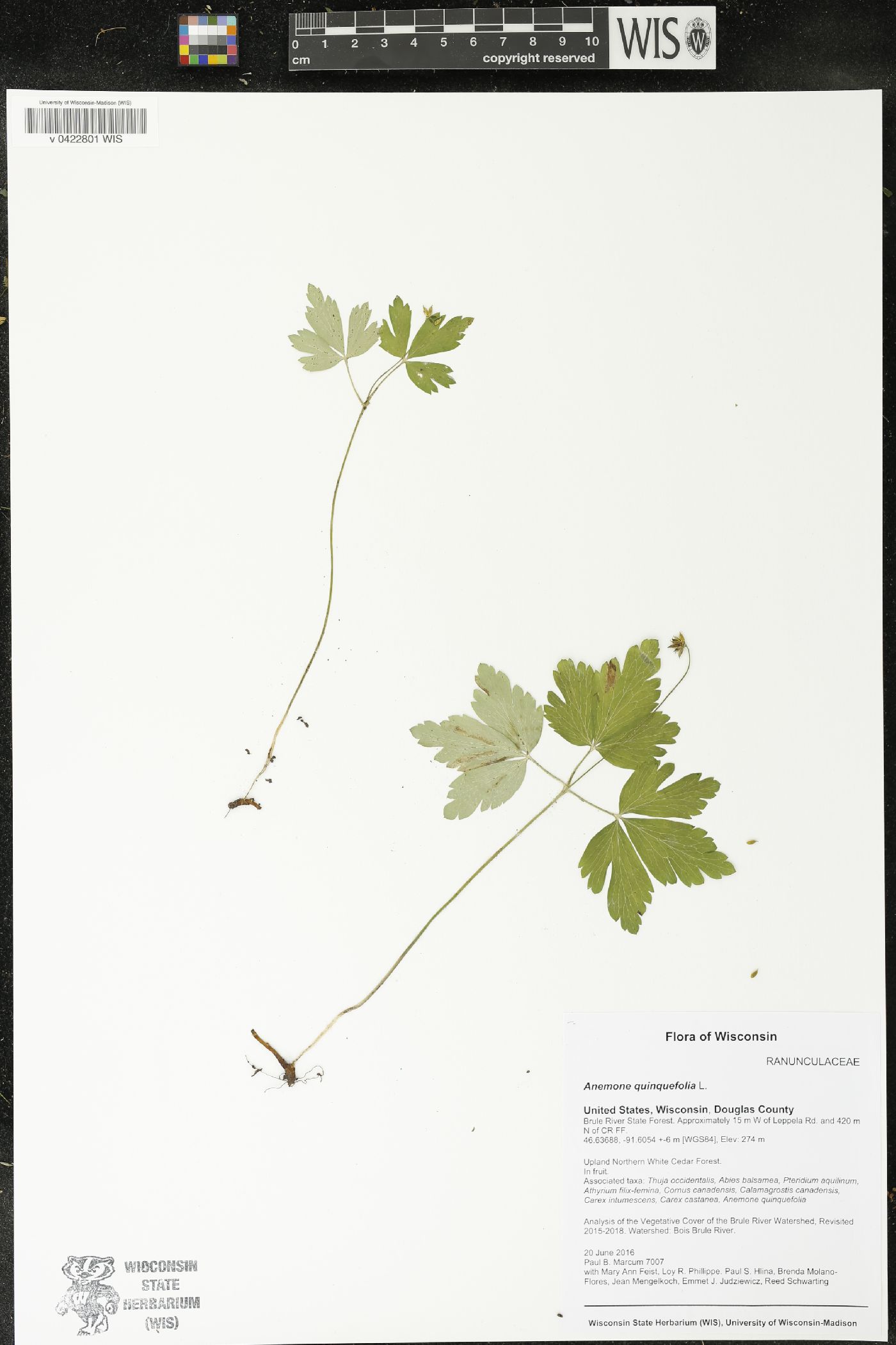 Anemone quinquefolia image