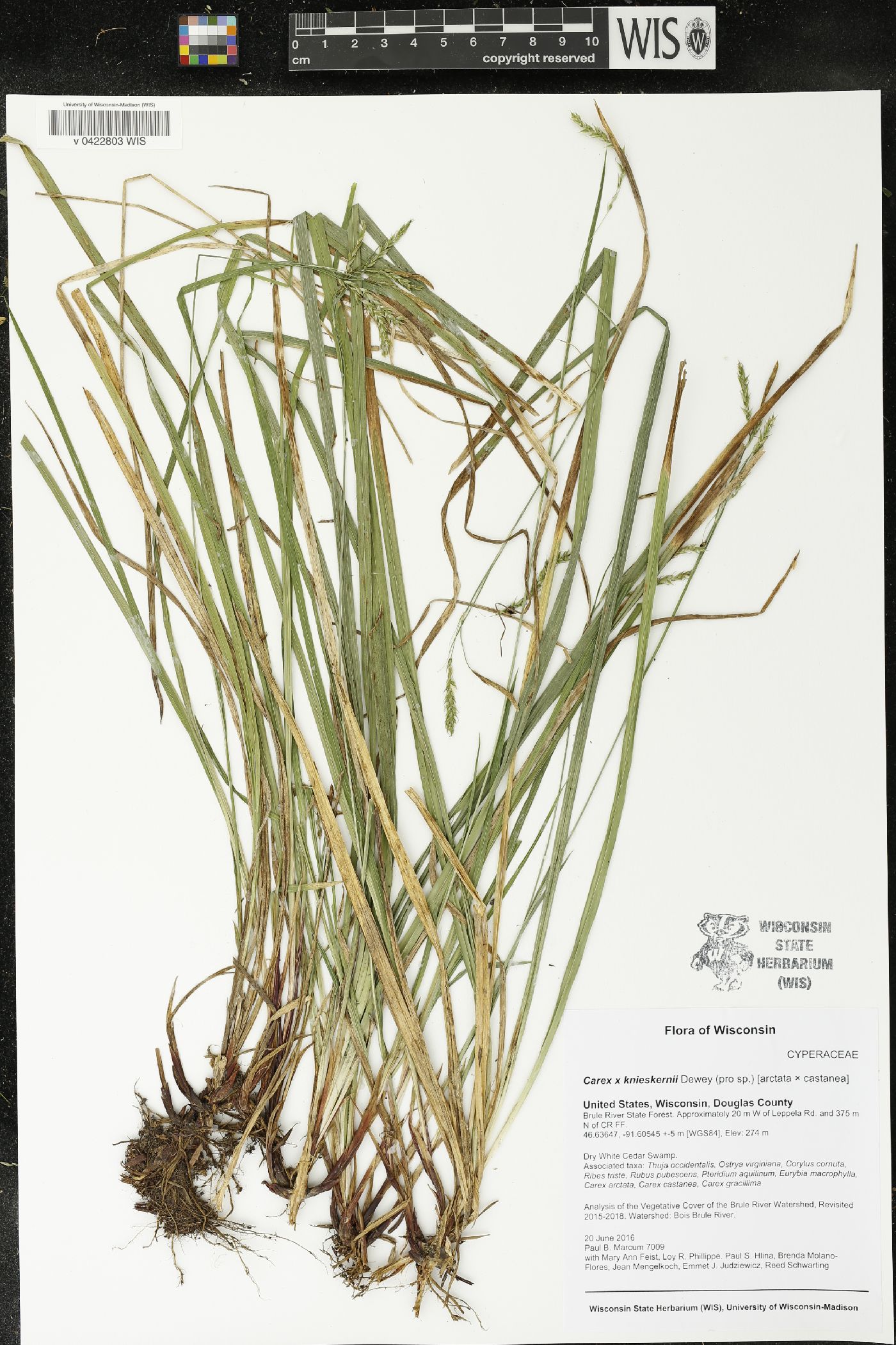 Carex x knieskernii image