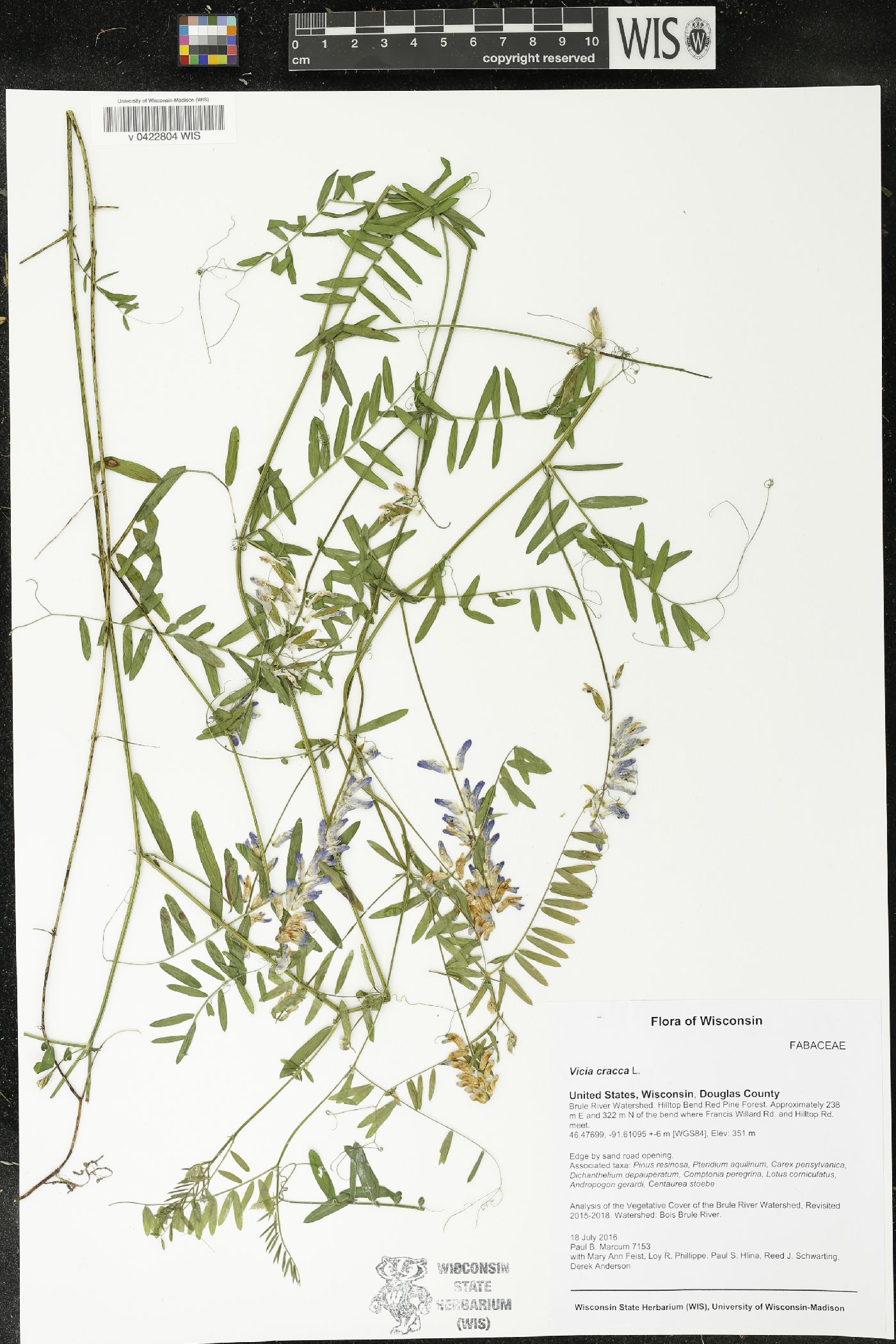 Vicia cracca image