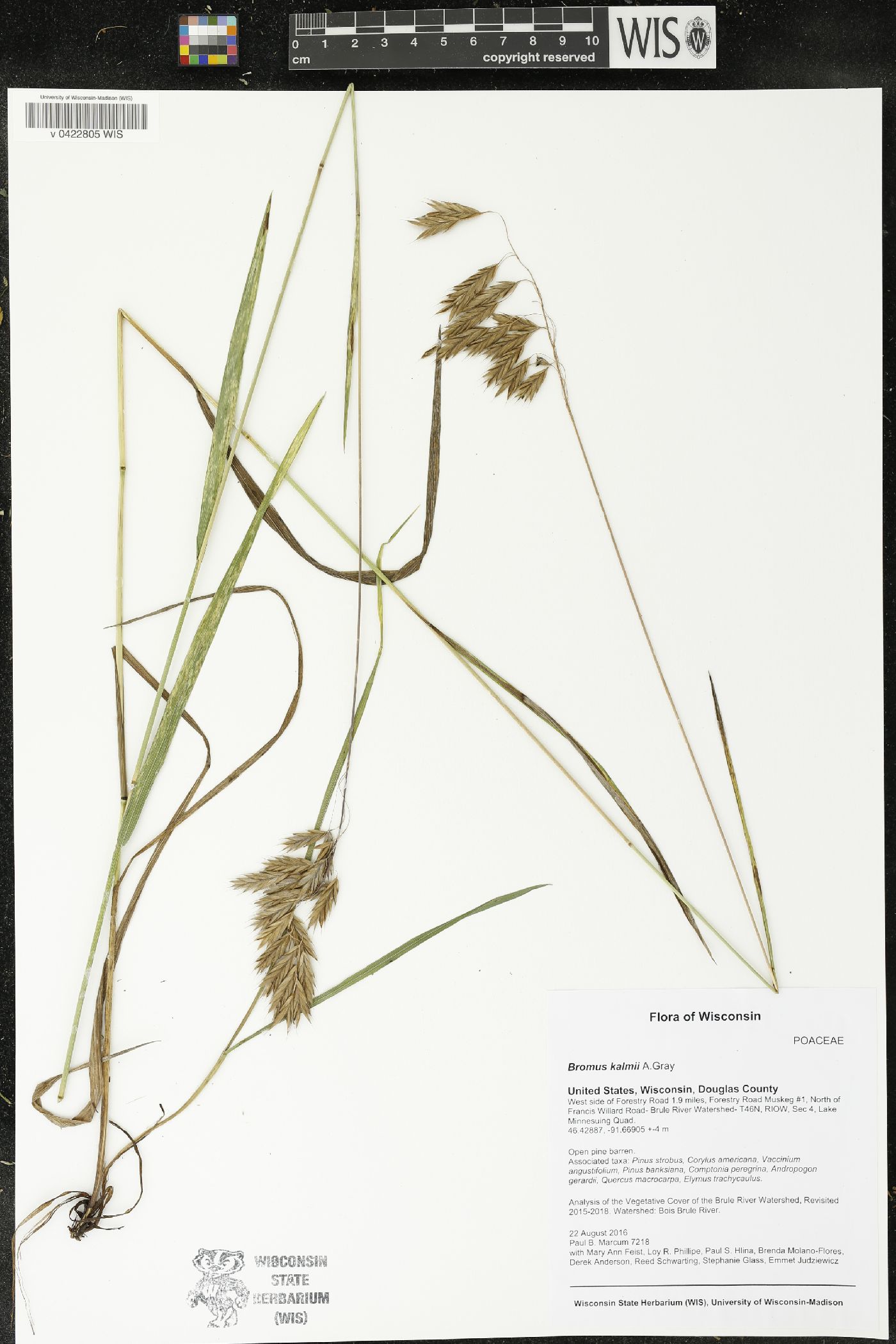 Bromus kalmii image