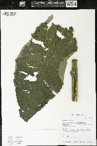 Inula racemosa image