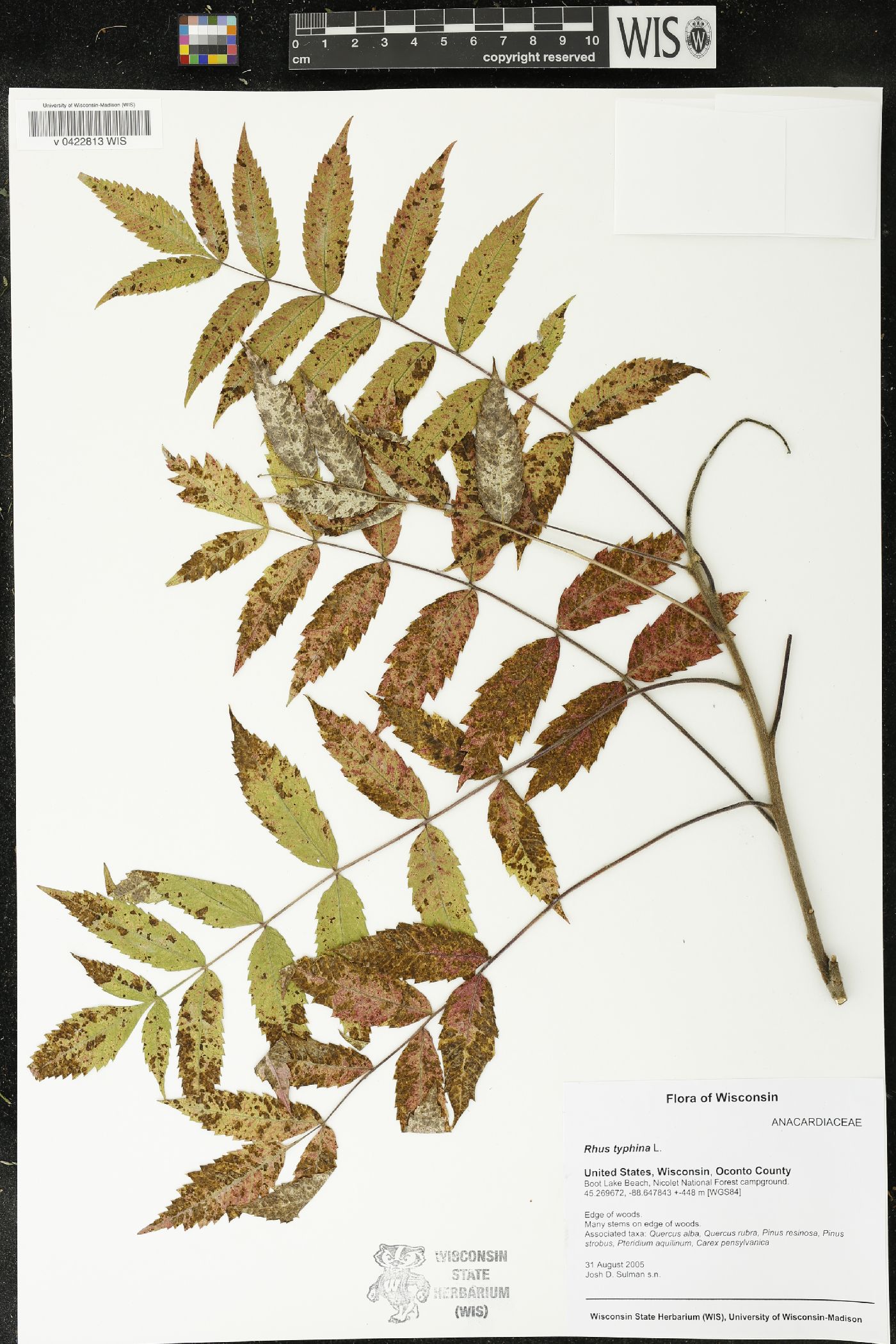 Rhus typhina image
