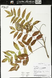 Rhus typhina image