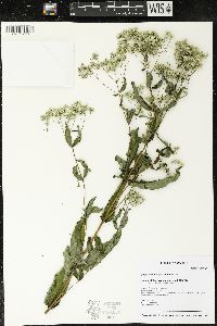 Eupatorium sessilifolium image