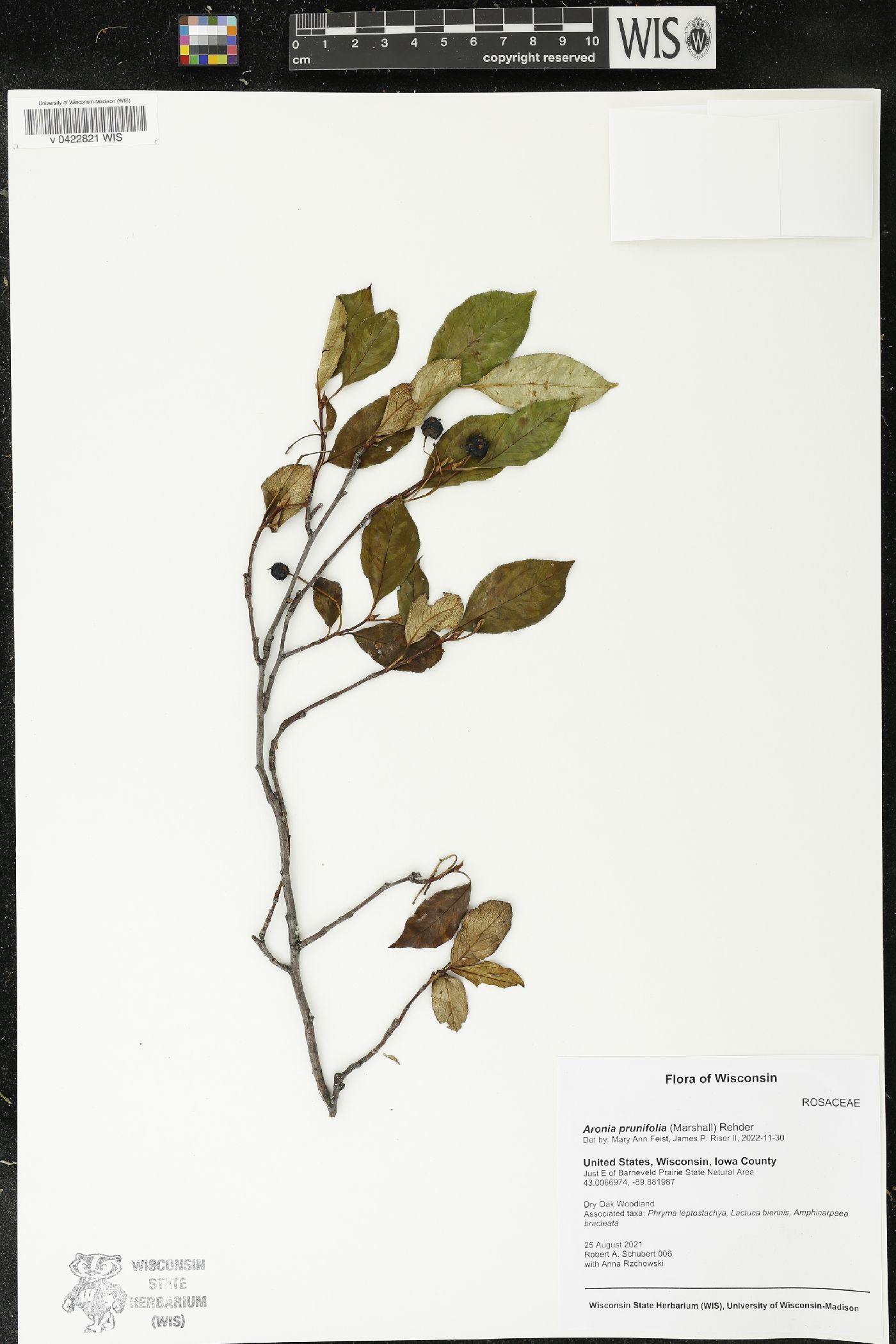 Aronia x prunifolia image