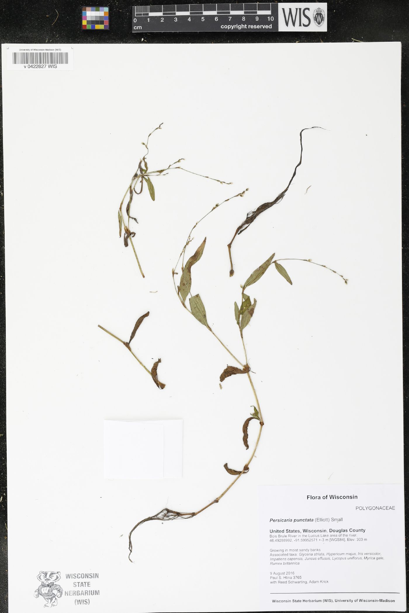 Persicaria punctata image