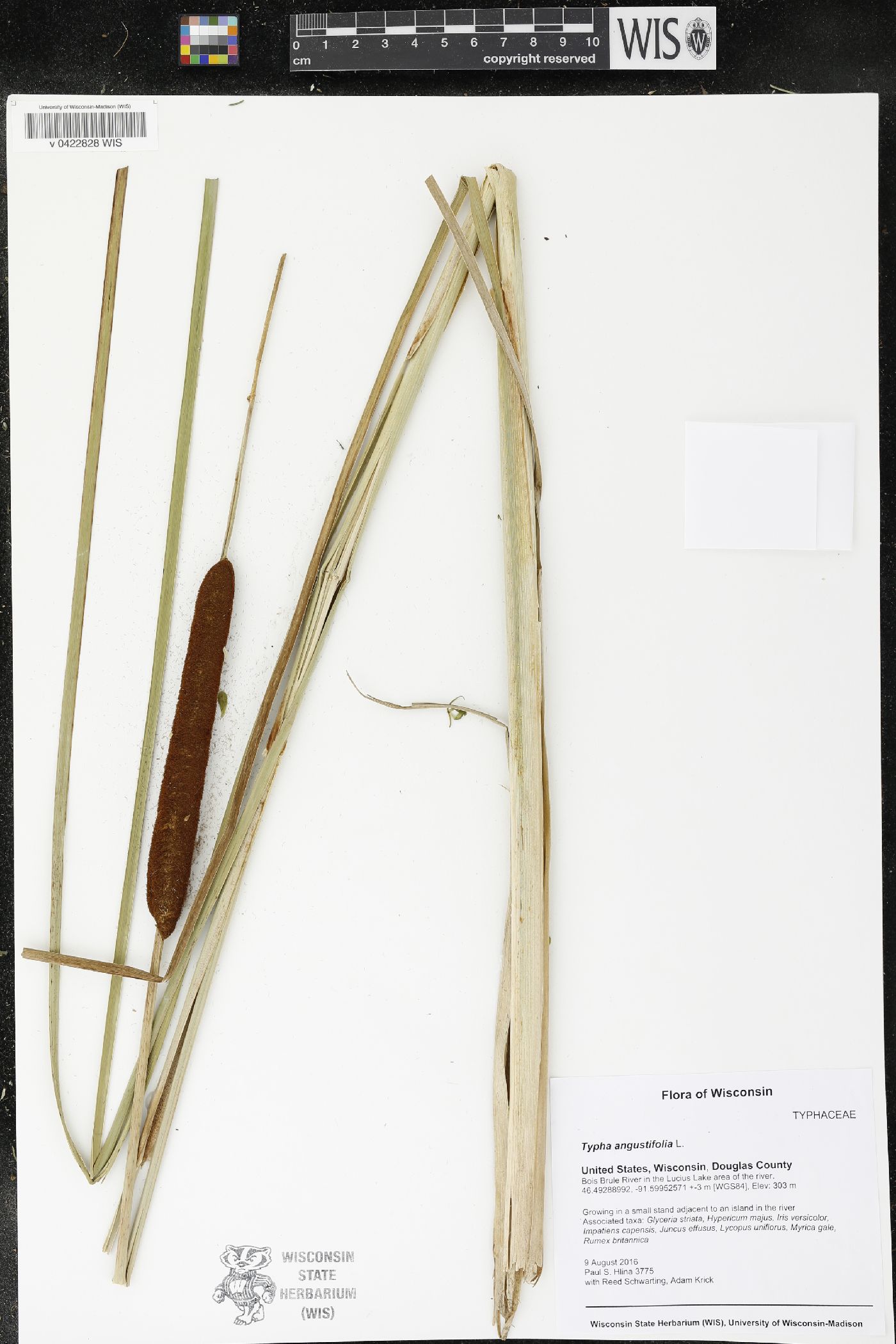 Typha angustifolia image