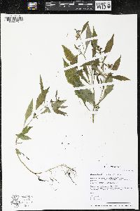 Bidens discoidea image