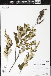 Spiraea tomentosa image