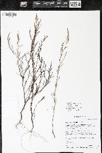 Polygonella articulata image