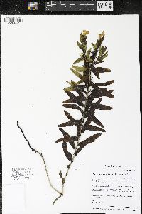 Lithospermum caroliniense image