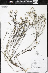Crepis tectorum image