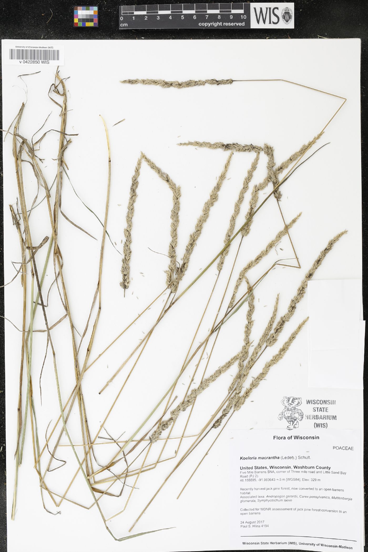 Koeleria macrantha image