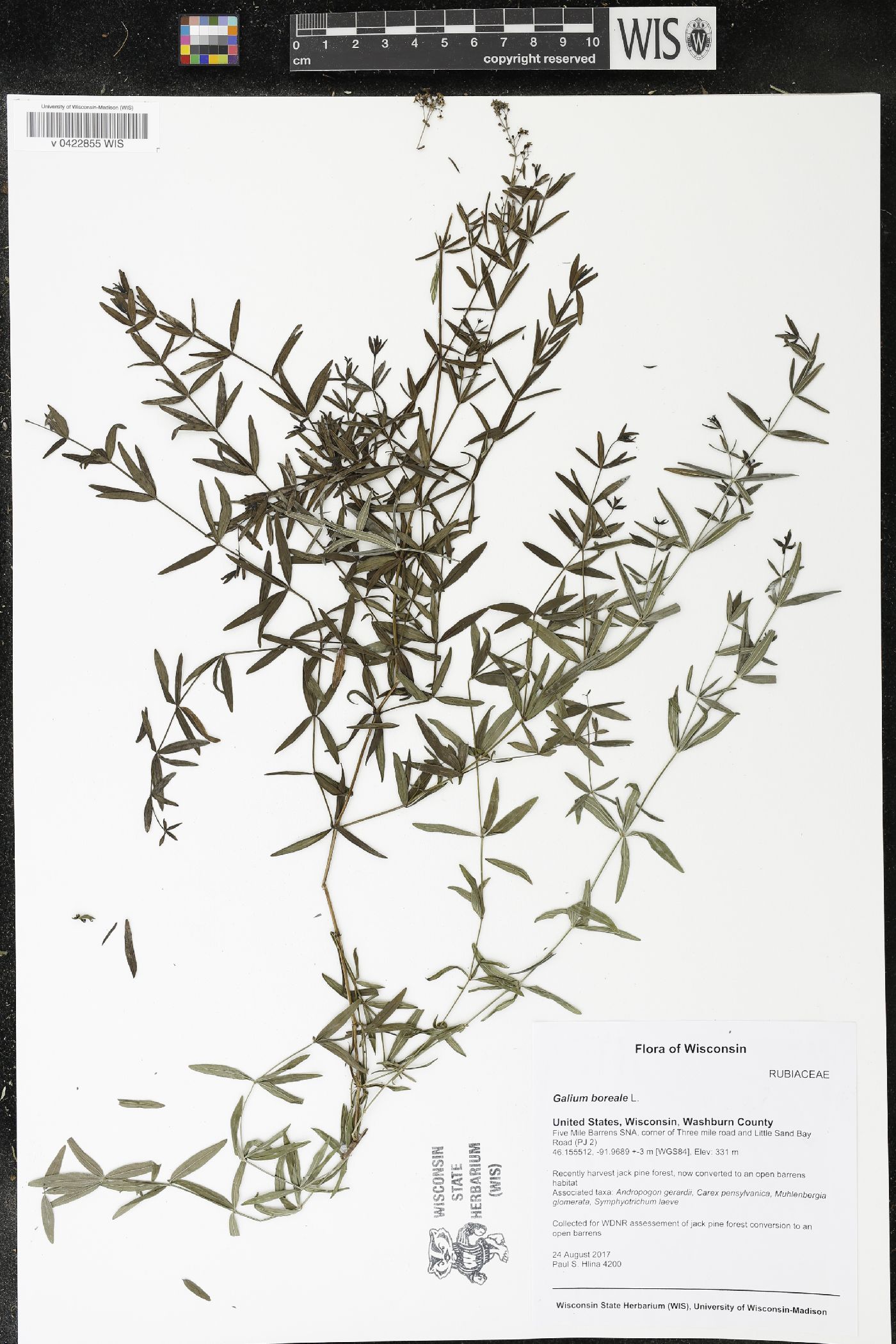 Galium boreale image