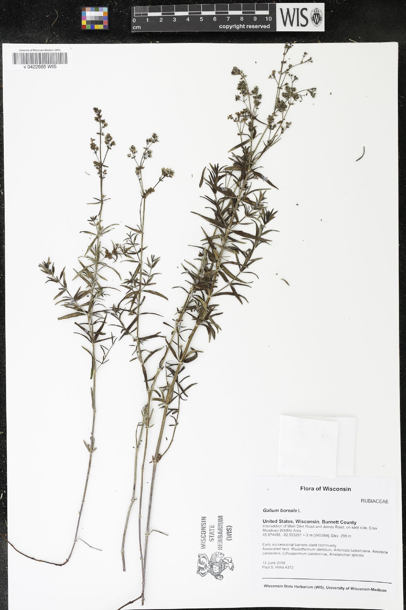 Galium boreale image