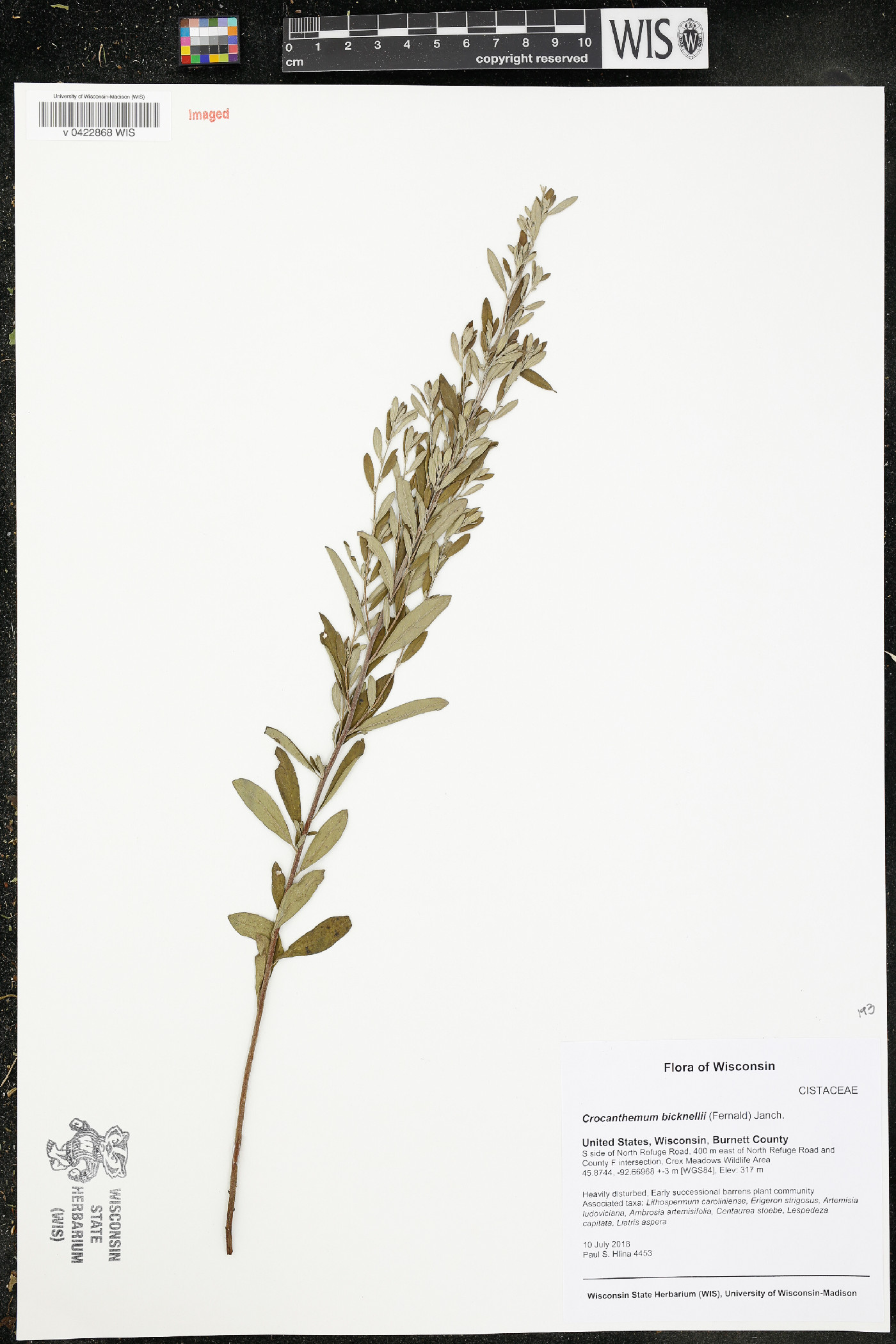 Crocanthemum bicknellii image