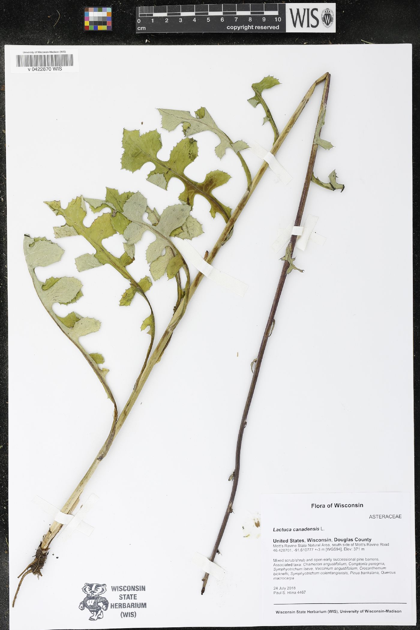 Lactuca canadensis image