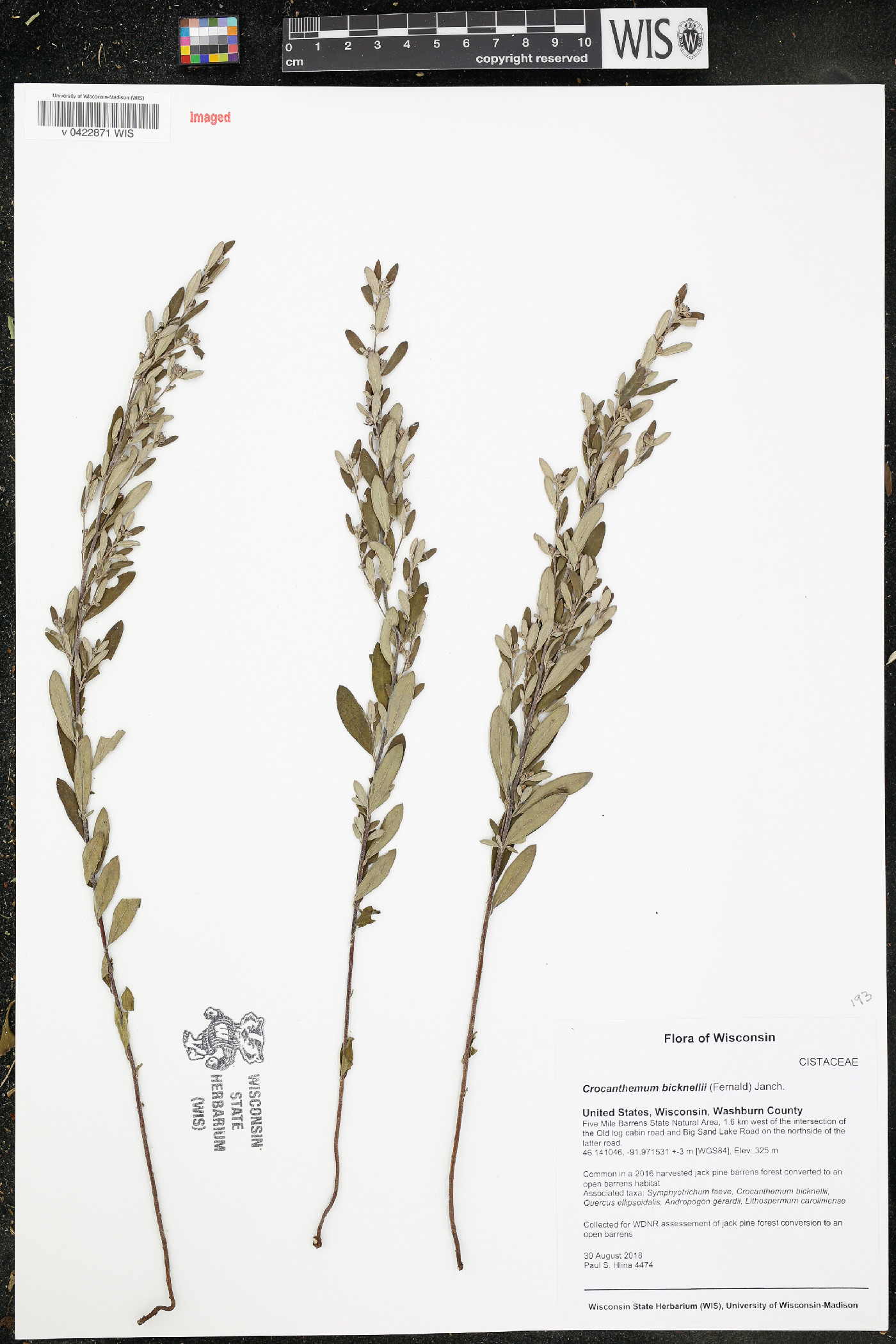 Crocanthemum bicknellii image