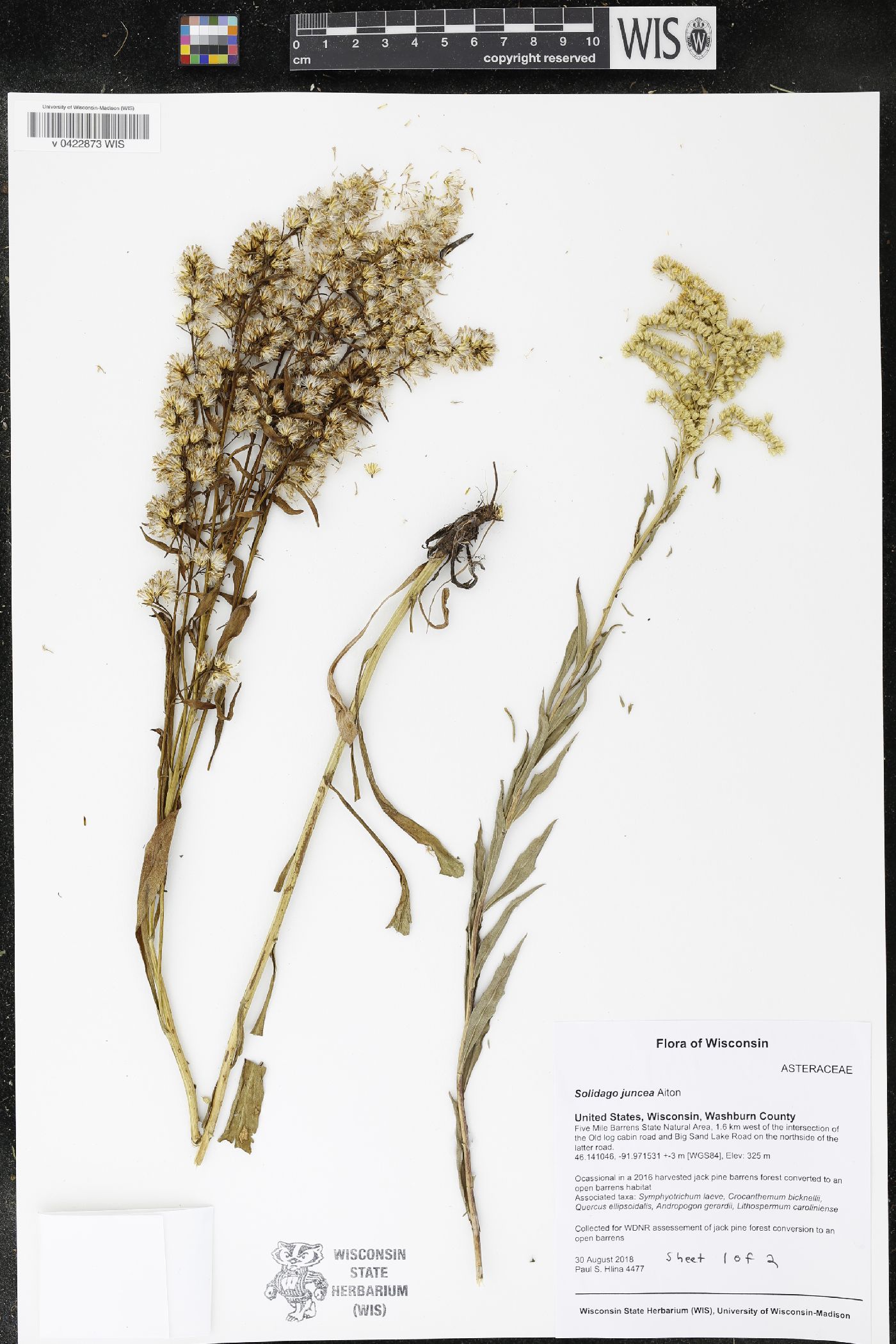 Solidago juncea image