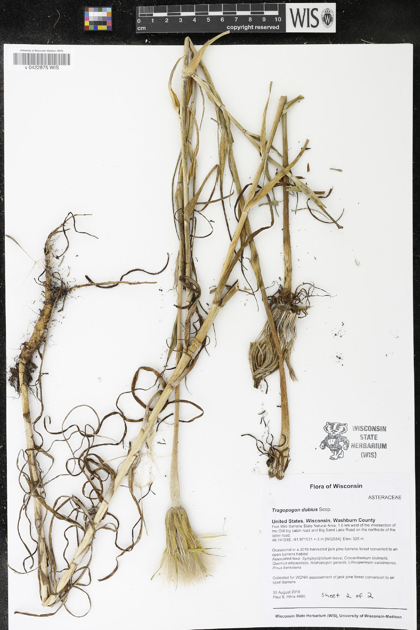 Tragopogon dubius image