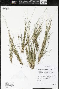 Dichanthelium depauperatum image