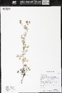 Potentilla argentea image