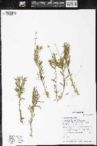 Polygala polygama image