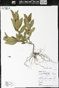 Ceanothus herbaceus image