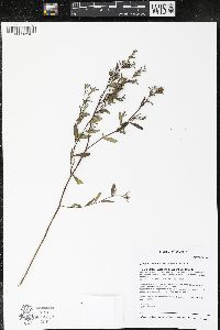 Crocanthemum bicknellii image