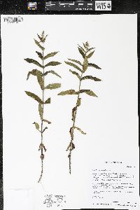 Stachys arenicola image