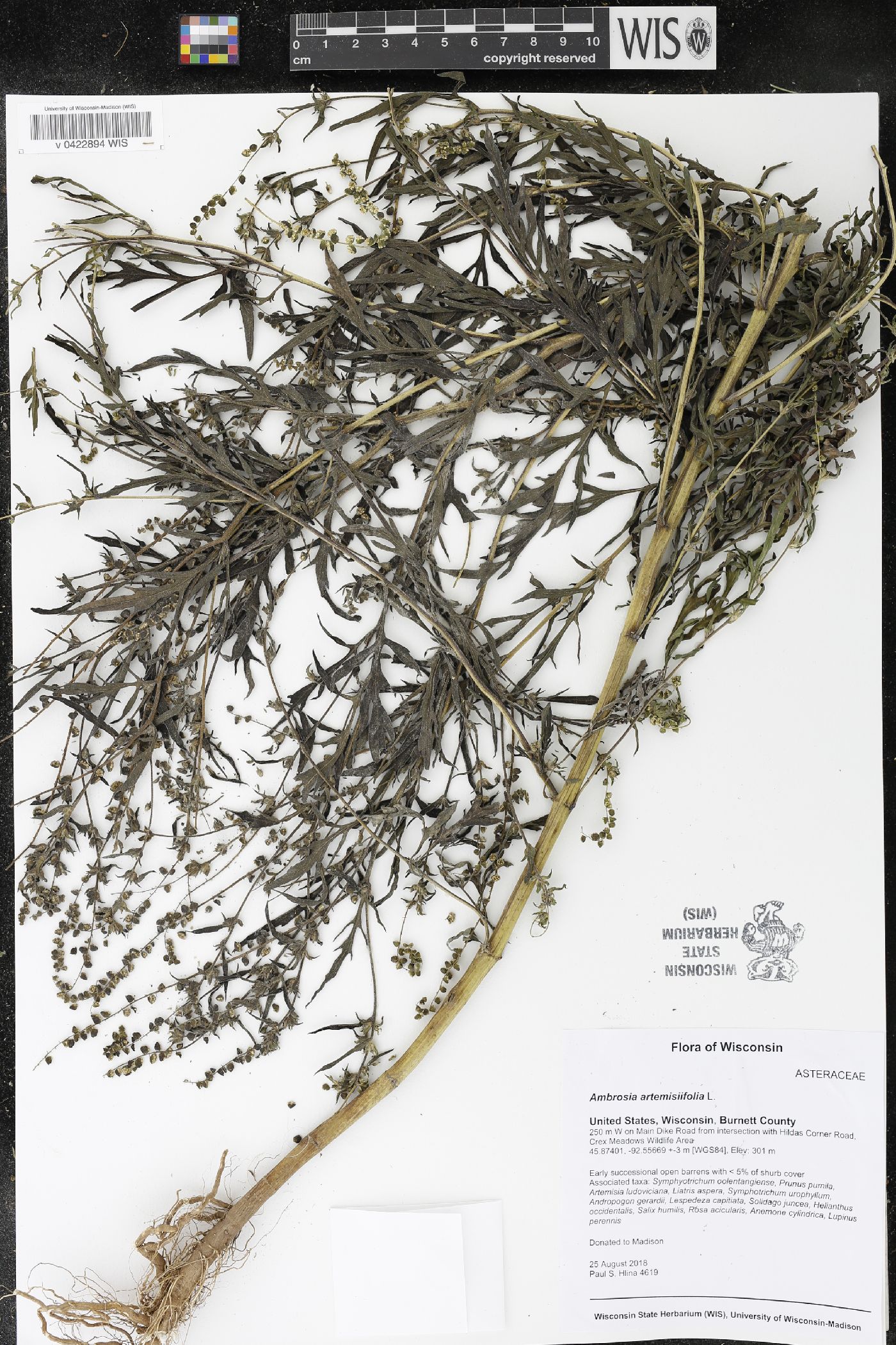 Ambrosia artemisiifolia image