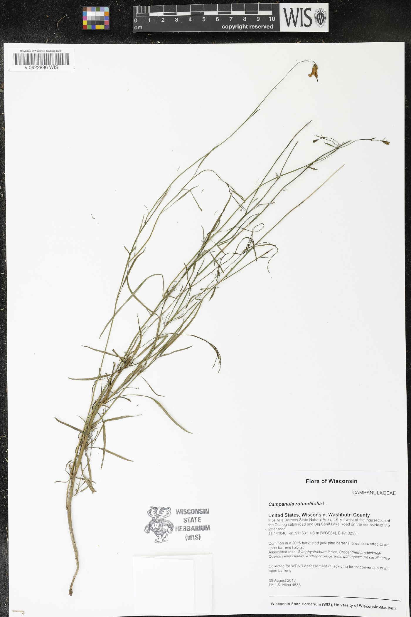 Campanula rotundifolia image