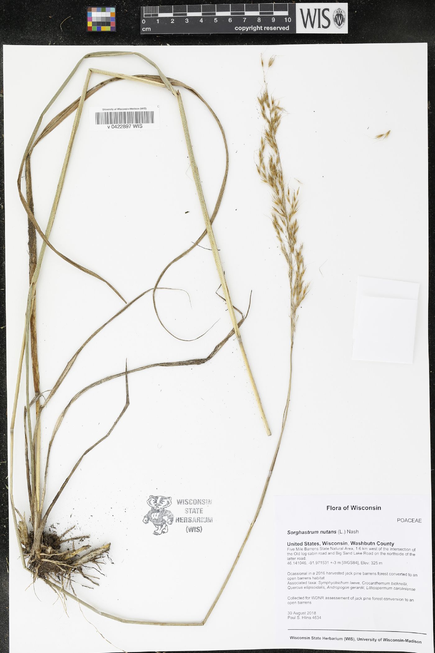 Sorghastrum nutans image